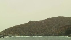 Navy take to the high seas to return wounded sea lion back to his natural habitat News Clip