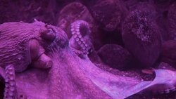 Giant pacific octopus near reef Stock Footage