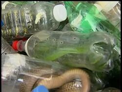 Philippine authorities say a woman tried to smuggle hundreds of poisonous reptiles from Manila to Thailand. News Clip