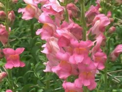 Snapdragons (Antirrhinum Majus) Stock Footage
