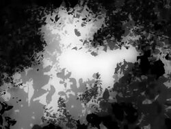 COOPER BEECH TREE IN AUTUMN : black (seamless loopable) Stock Footage