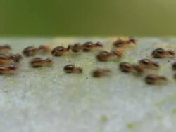 Termites Parade Stock Footage