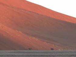 Trees at base of sand dune, Sossusvlei, Namib-Naukluft, Namibia Stock Footage