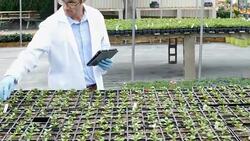 Professional scientist recording results during research experiment in greenhouse Stock Footage