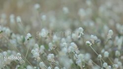 Flower in garden Stock Footage
