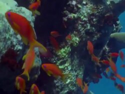 MS Shoal of orange anthias fish swimming around coral head / Egypt Stock Footage