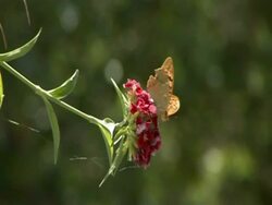 beautiful yellow butterfly Stock Footage