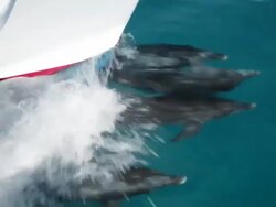 Four Atlantic Spotted Dolphins bowriding  Stock Footage