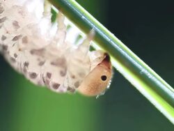 Inch worm Stock Footage