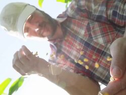 SLO MO Farmer Pouring Corn Crop Stock Footage