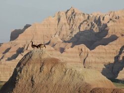 HD video Geese in Badlands National Park South Dakota Stock Footage