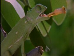 CU Flapnecked chameleon, Chamealeo dilepis, on branch snatching bee with tongue, side view, Botswana, Africa Stock Footage