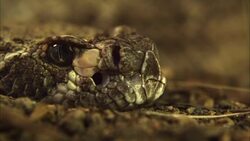 A snake flicks its tongue. Stock Footage