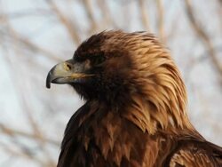 Golden eagle on the watch Stock Footage