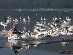 MS TS Group of pelecanus onocrotalus swimming at nakuru lake / National Park, Africa, Kenya   Stock Footage