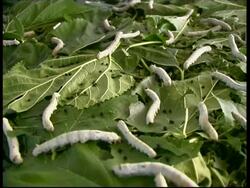Silkworm Moth, Bombyx mori, group of larvae feeding on leaves, black droppings visible, MS, Israel Stock Footage
