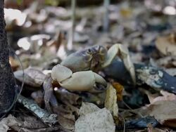 Hairy Leg Mountain Crab walks Stock Footage