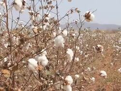 Cotton ball Stock Footage