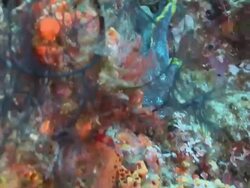 MS TS Shot of Splendid toadfish free swimming and finding hole / Playa del Carmen, Isla Mujeres, Mexico Stock Footage