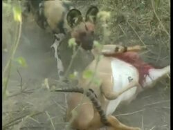 MS Wild dogs dragging and biting recent kill Stock Footage