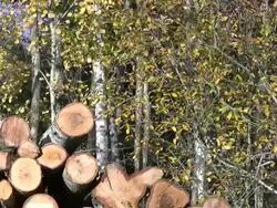 Autumn Scenic Stock Footage