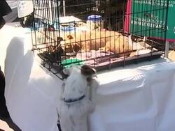 Here's one way of making sure every dog has its day -- get celebs on board to help out. Nelson Ellis, on appears on 'True Blood,' and others discuss the importance of rescuing dogs. (Aug. 17) Instructional Video