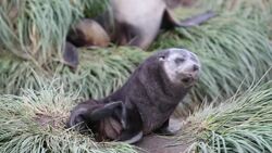 Antarctic Fur Seal pups and females at Salisbury Plain, South Georgia, Southern Ocean. Stock Footage