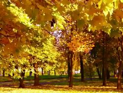 Autumn park Stock Footage