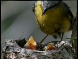 Two Yellow Robin chicks sticking open beaks out of nest, parent feeds one Stock Footage