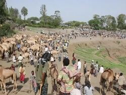 Overview of camel fair Stock Footage