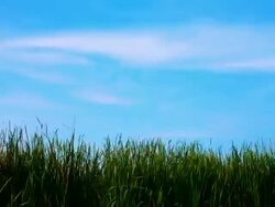 moving cloud and grass timelapse. Stock Footage