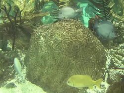 Busy coral 2 - HD 1080/30F Stock Footage