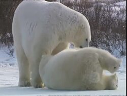 Polar bears (Ursus maritimus) flirting, near Churchill, Manitoba, Canada Stock Footage