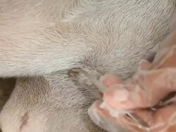 tick and flea in dog Stock Footage