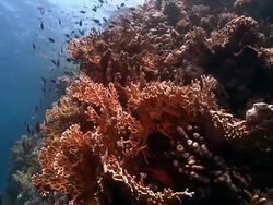 Fire coral red sea Stock Footage