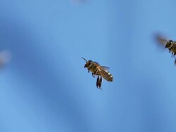 MS SLO MO Honey bees flying in air / Vieux Pont, Normandy, France Stock Footage