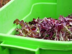 CU SLO MO R/F Shot of cutting fresh lettuce from organic farm / Chatham, Michigan, United States Stock Footage