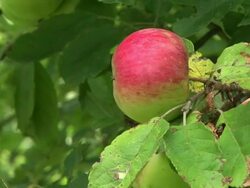 HD: Picking An Apple Stock Footage