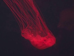 Red on black jellyfish 2 Stock Footage
