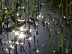 Sun Light Stock Footage