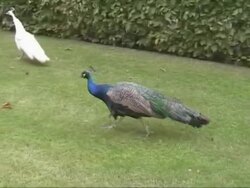 Couple of peacooks flirting Stock Footage