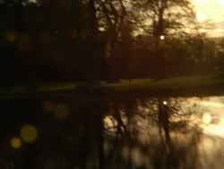 Swampy Stock Footage