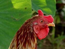 Rooster close-up. Stock Footage