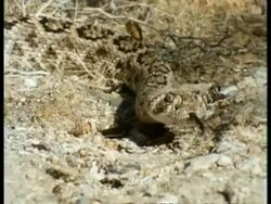 MS front view of snake, head and front part of patterned body on ground, flicks tongue Stock Footage