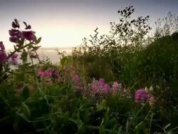 MS SLO MO POV Shot of young woman jogging and walking through flowers on trail overlooking Pacific Ocean / Port Orford, Oregon, United States Stock Footage