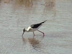 MS PAN SLO MO Black winged stilt, himantopus himantopus adult standing in Water / Saintes Marie de la Mer, Camargue, France Stock Footage