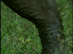 CU Indian Elephant, Elephas maximus, legs walking through mud, Western Ghats, India Stock Footage