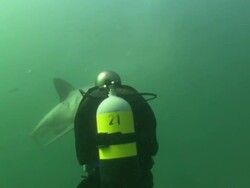 Diver filming White shark, South Africa, Gansbaai  Stock Footage