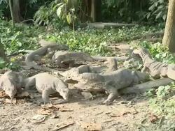 MS TS Monitor lizards feeding frenzy / Pulau Tiga, Sabah, Malaysia   Stock Footage