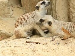 Meerkat Stock Footage